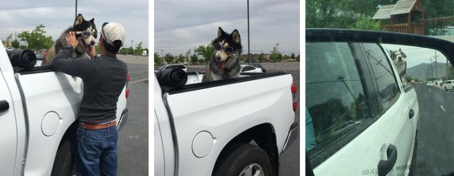 S17 хозяев которые окружают своего питомца круглосуточной заботой