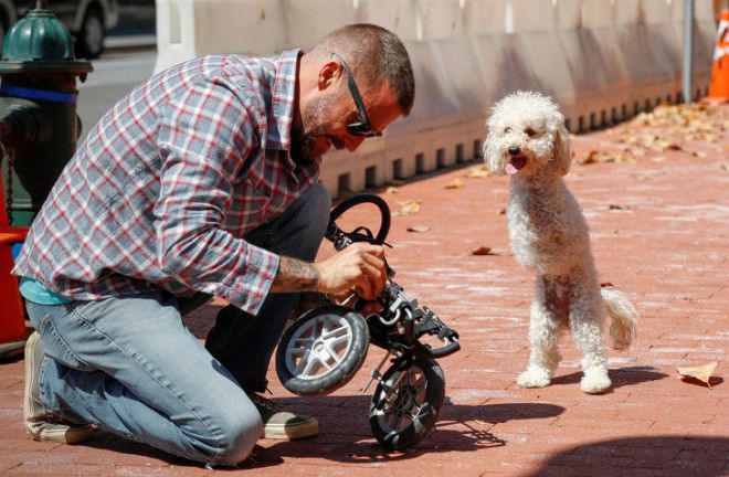S17 хозяев которые окружают своего питомца круглосуточной заботой