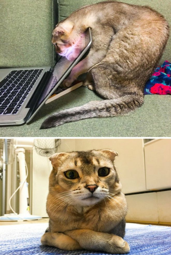 Недовольно сложил лапки Фото Weird Funny Pictures