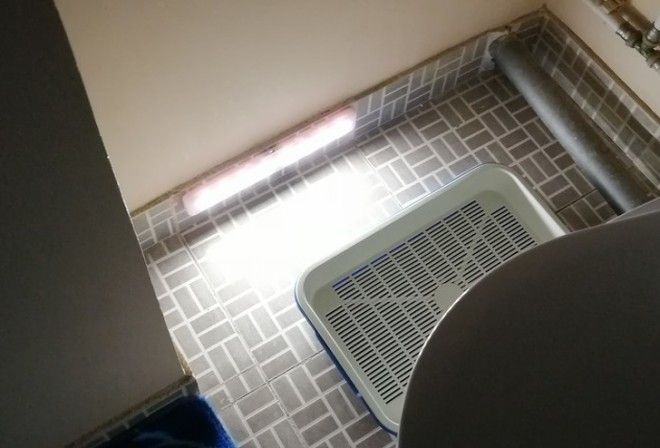 S17 хозяев которые окружают своего питомца круглосуточной заботой