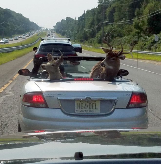 Везет подружек на море Фото Meme Guy