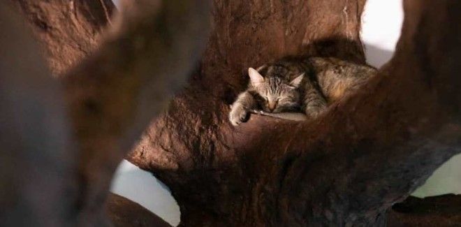 SBМужчина покорил кошачье сердечко построив огромное дерево в квартире