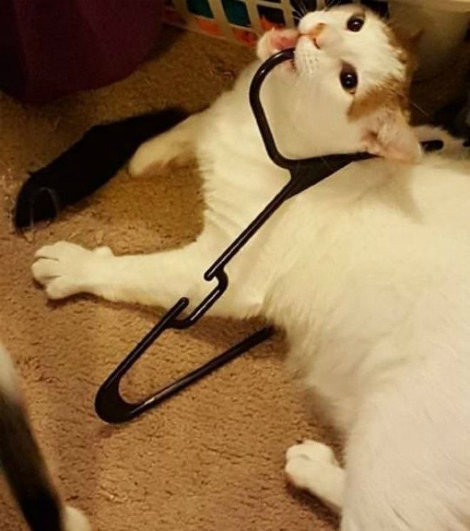 А платье было еще вкуснее Фото Bombaco