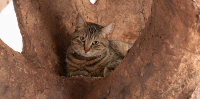 SBМужчина покорил кошачье сердечко построив огромное дерево в квартире