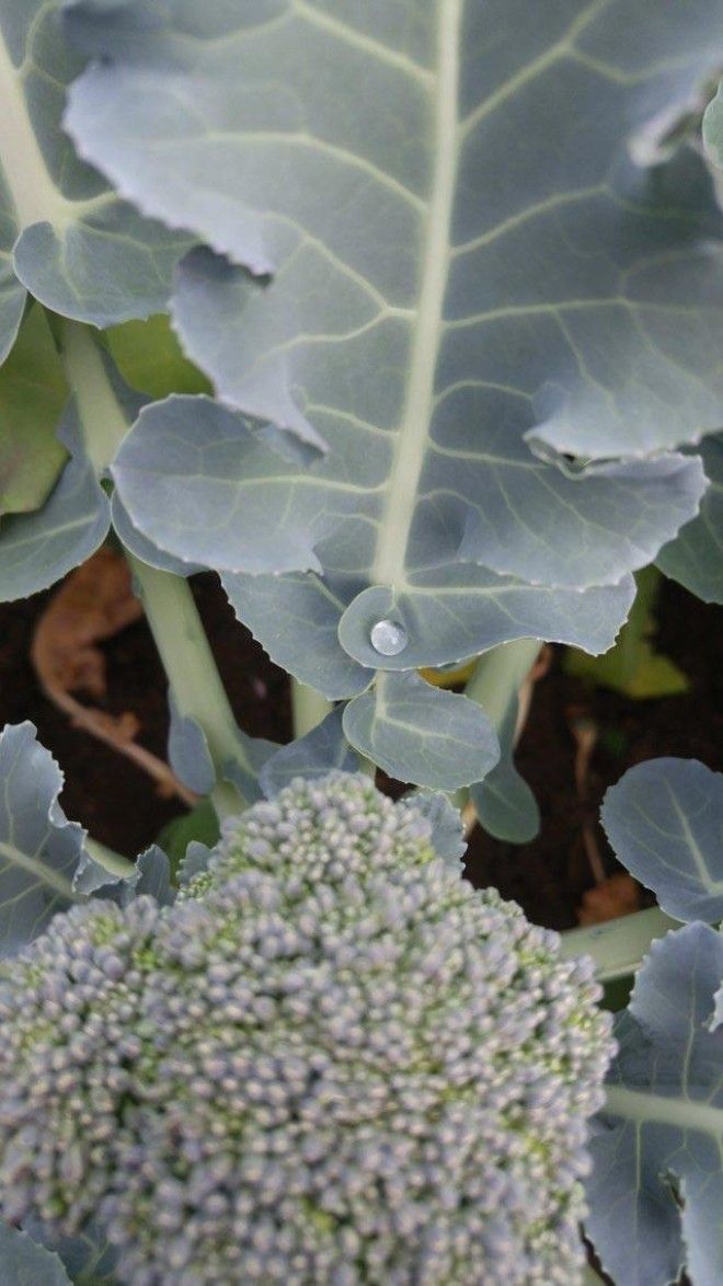 L20 вещей которые настолько идеальны что аж на душе приятно