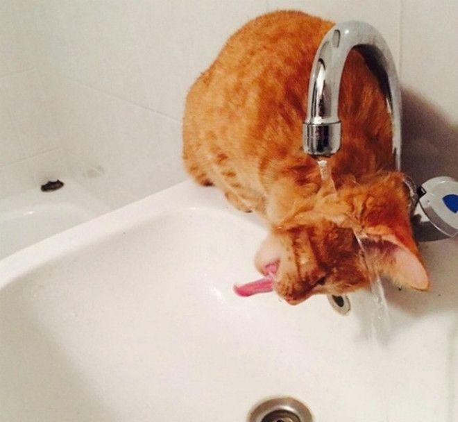 Не мешайте, я мою голову. | Фото: Themindcircle. Не мешайте я мою голову Фото Themindcircle