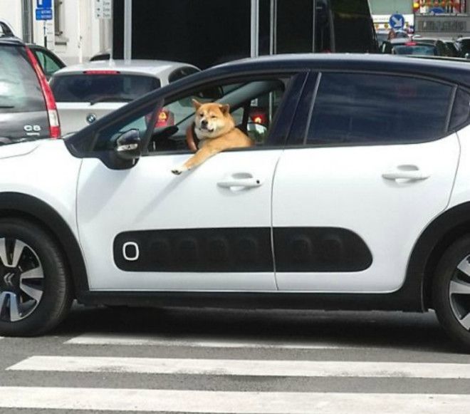 Пушистый водитель Фото bugagaru