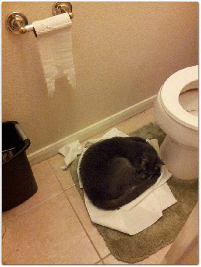 Нашел свое место в жизни Фото Weird Funny Pictures