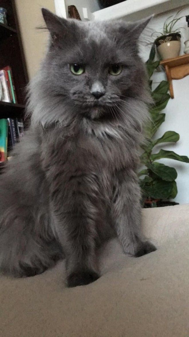 S16 животных чьи выходки остаётся только понять и простить