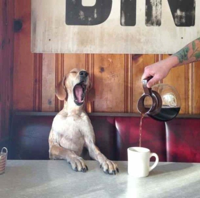 Забавные собаки, которые хотят быть похожими на людей (30 фото)