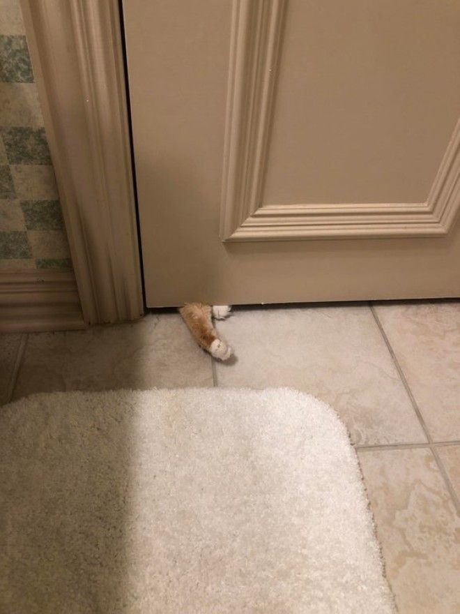 S16 животных чьи выходки остаётся только понять и простить