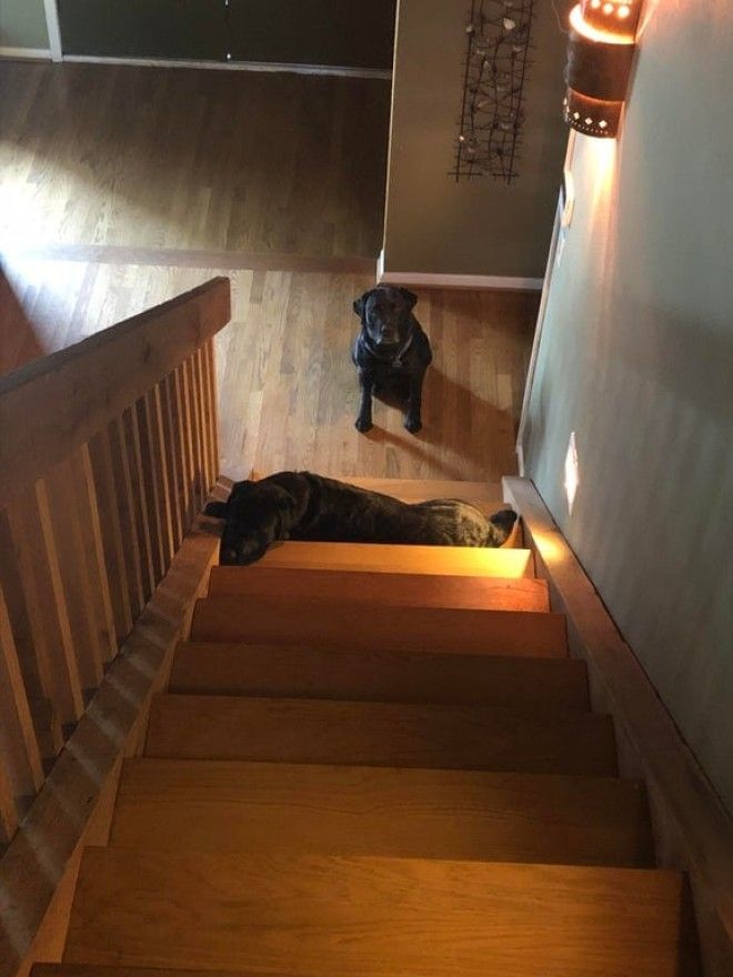 S16 животных чьи выходки остаётся только понять и простить