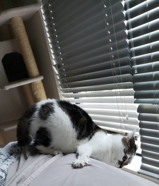 S16 животных чьи выходки остаётся только понять и простить