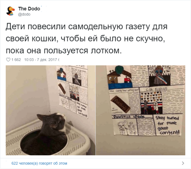 17 случаев когда люди использовали фотокамеру во имя самого святого котов