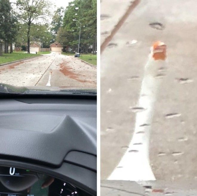 S16 животных чьи выходки остаётся только понять и простить