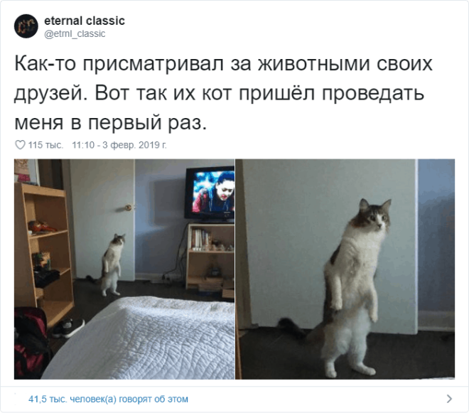 17 случаев когда люди использовали фотокамеру во имя самого святого котов