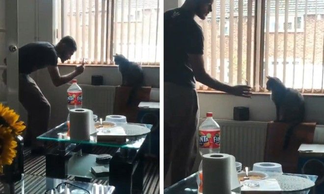 17 случаев когда люди использовали фотокамеру во имя самого святого котов