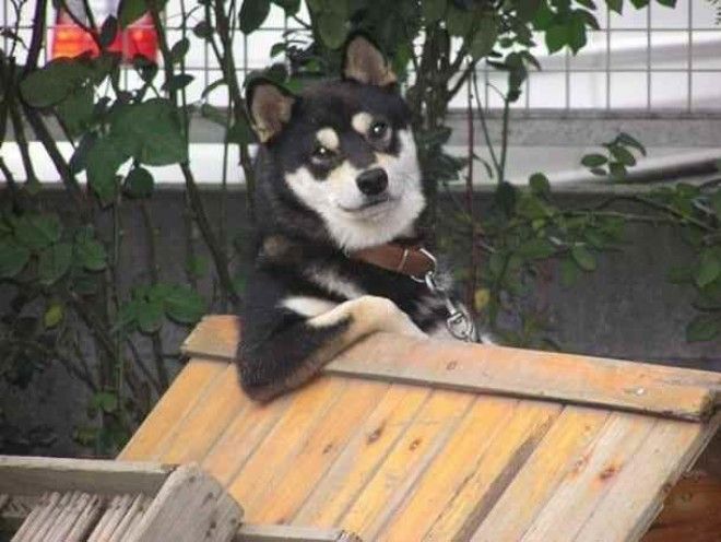 Забавные собаки, которые хотят быть похожими на людей (30 фото)