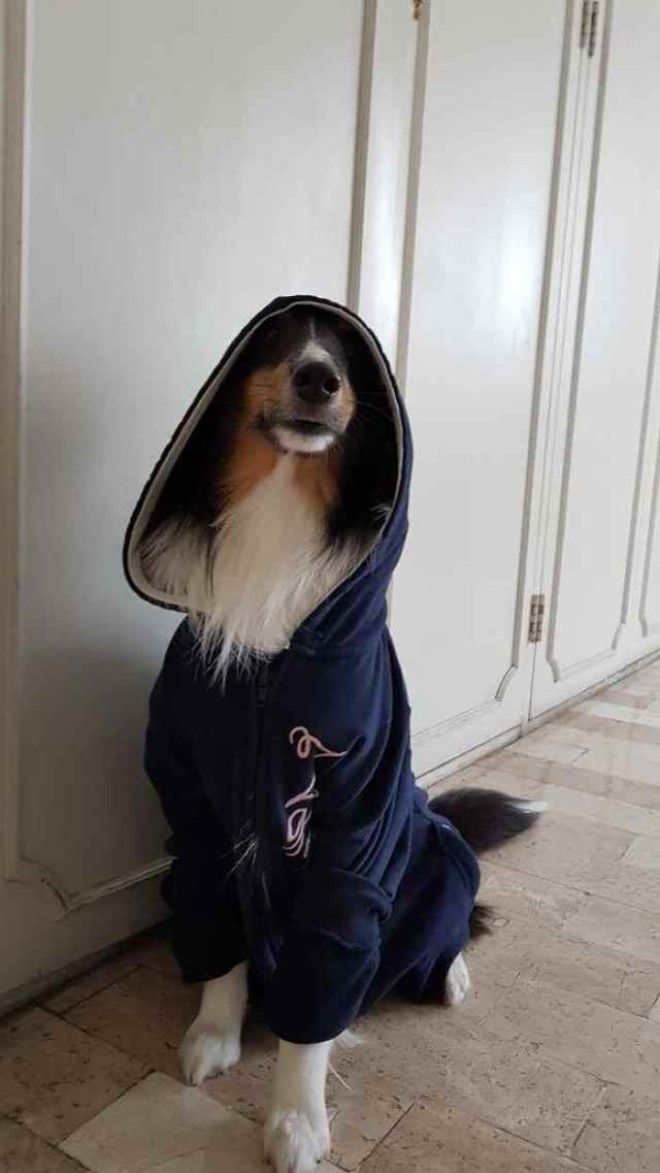 Забавные собаки, которые хотят быть похожими на людей (30 фото)