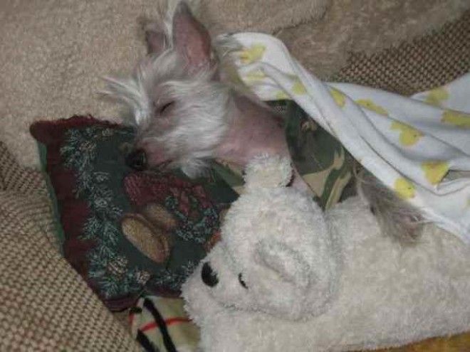 Забавные собаки, которые хотят быть похожими на людей (30 фото)