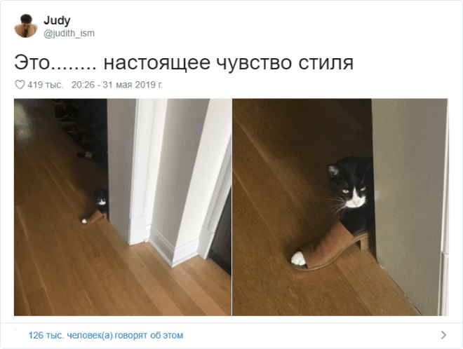 17 случаев когда люди использовали фотокамеру во имя самого святого котов