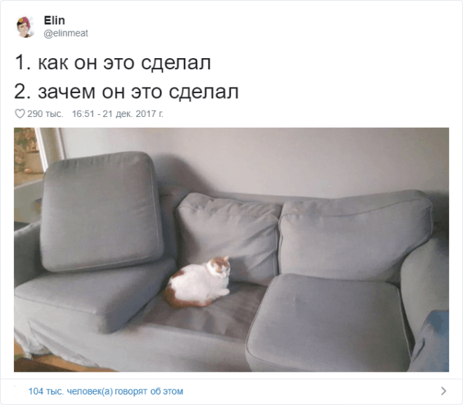 17 случаев когда люди использовали фотокамеру во имя самого святого котов