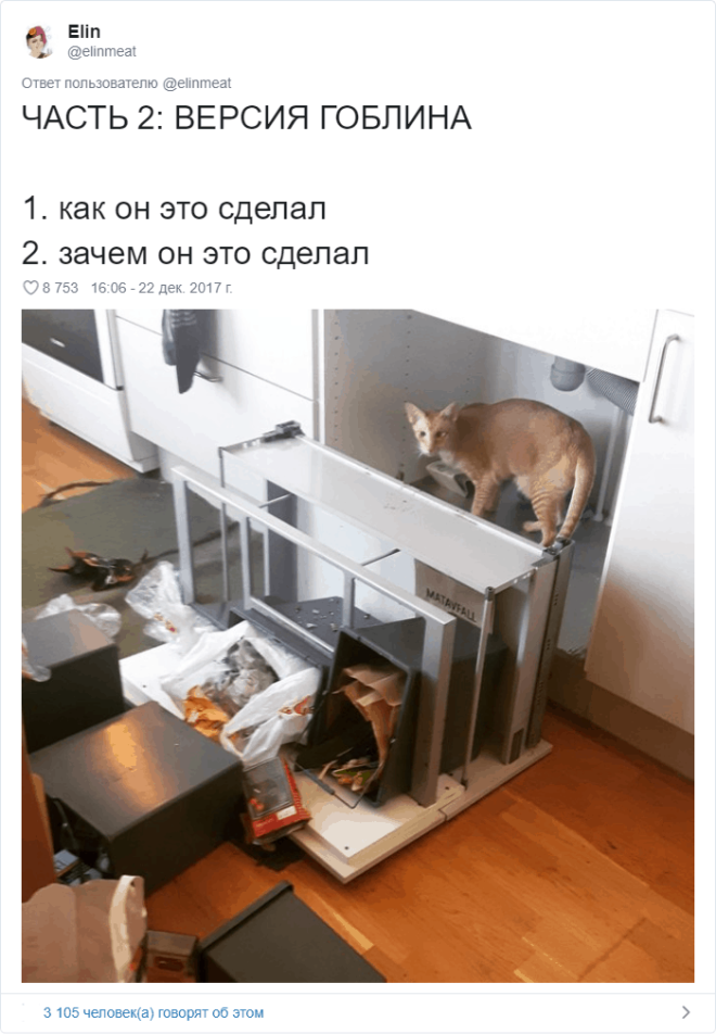 17 случаев когда люди использовали фотокамеру во имя самого святого котов