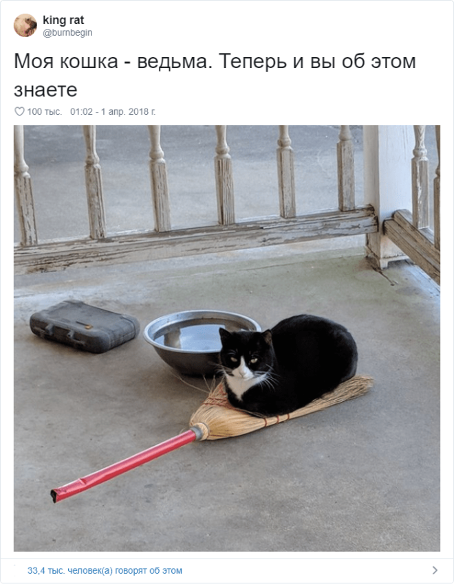 17 случаев когда люди использовали фотокамеру во имя самого святого котов