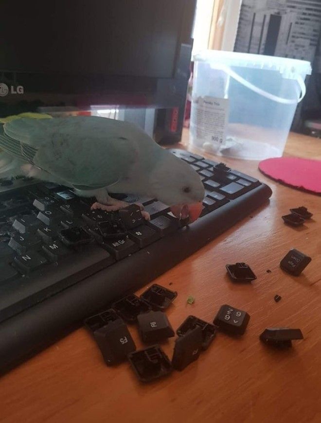 S16 животных чьи выходки остаётся только понять и простить