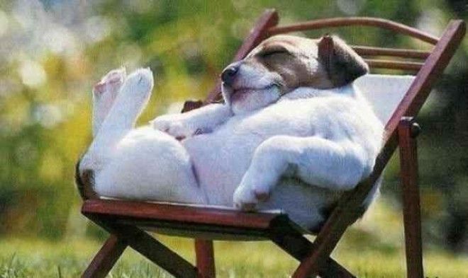 Забавные собаки, которые хотят быть похожими на людей (30 фото)