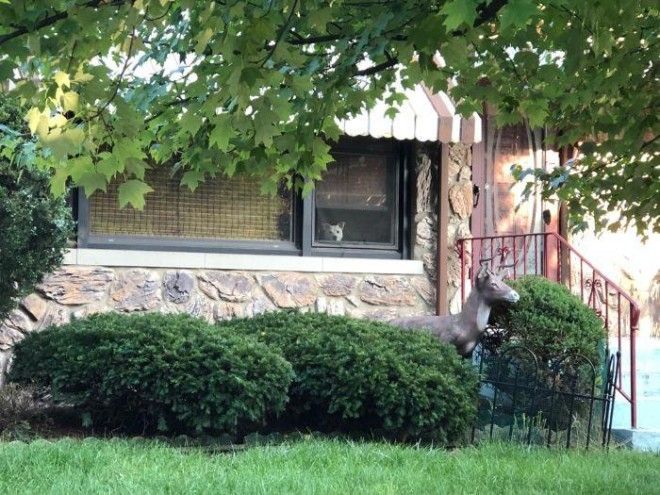 SТрогательная история о преданном псе который ждал хозяина у окна 11 лет