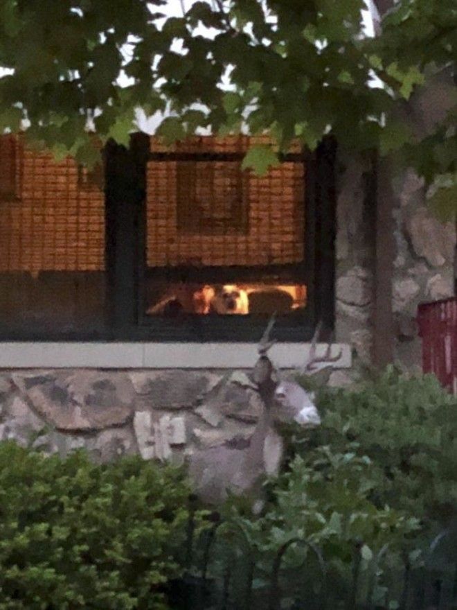 SТрогательная история о преданном псе который ждал хозяина у окна 11 лет