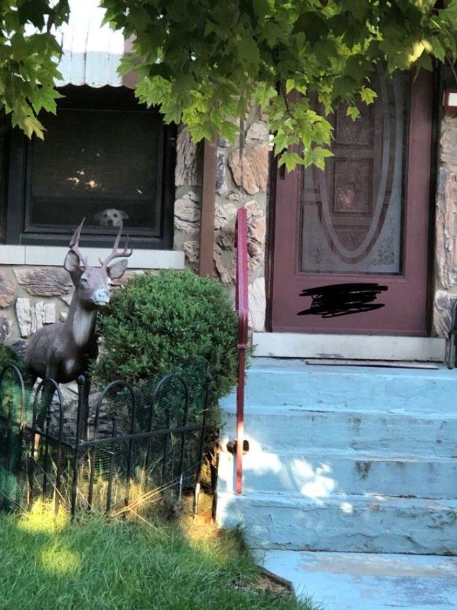 SТрогательная история о преданном псе который ждал хозяина у окна 11 лет