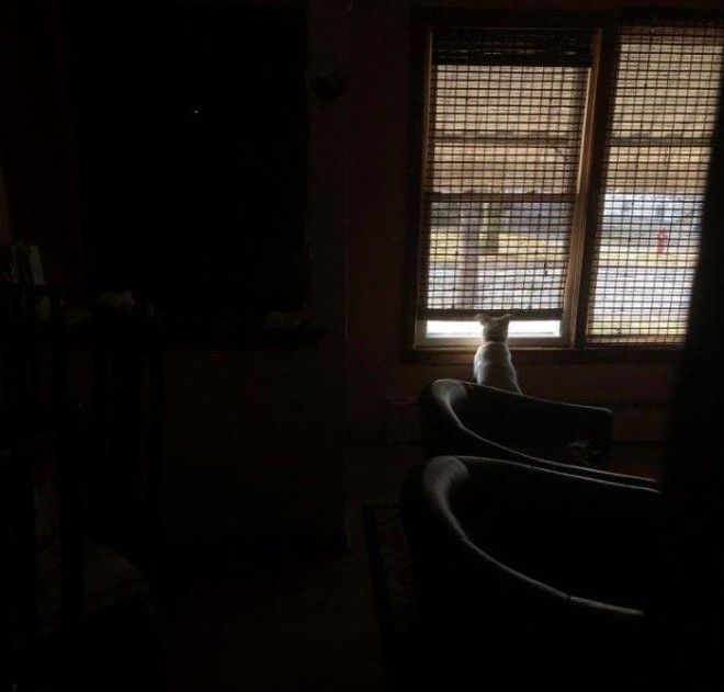 SТрогательная история о преданном псе который ждал хозяина у окна 11 лет