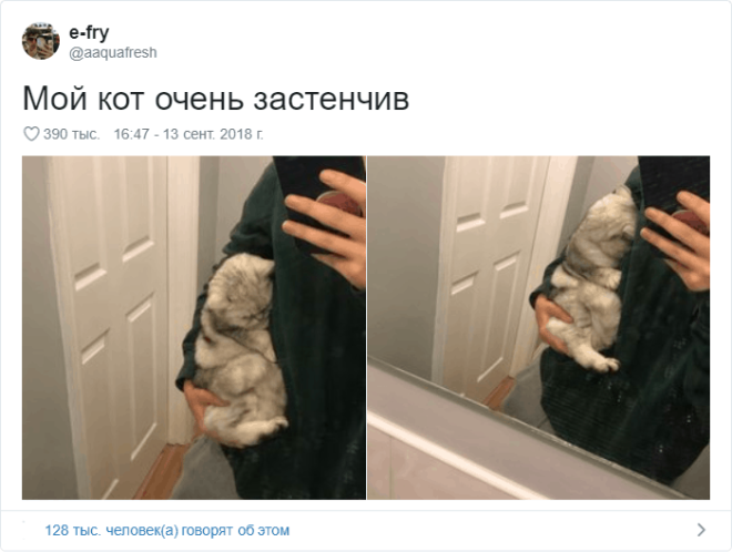 17 случаев когда люди использовали фотокамеру во имя самого святого котов