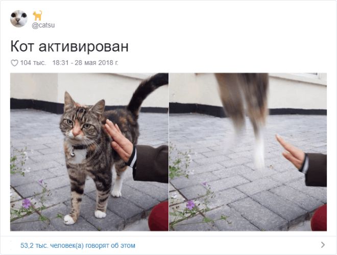 17 случаев когда люди использовали фотокамеру во имя самого святого котов