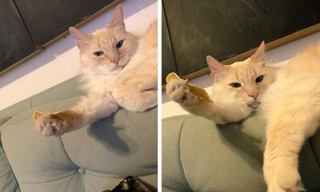 17 случаев когда люди использовали фотокамеру во имя самого святого котов