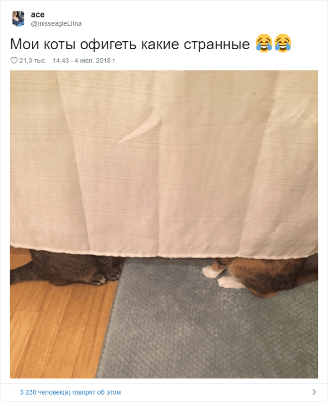 17 случаев когда люди использовали фотокамеру во имя самого святого котов