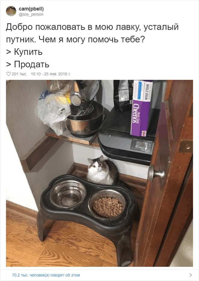 17 случаев когда люди использовали фотокамеру во имя самого святого котов