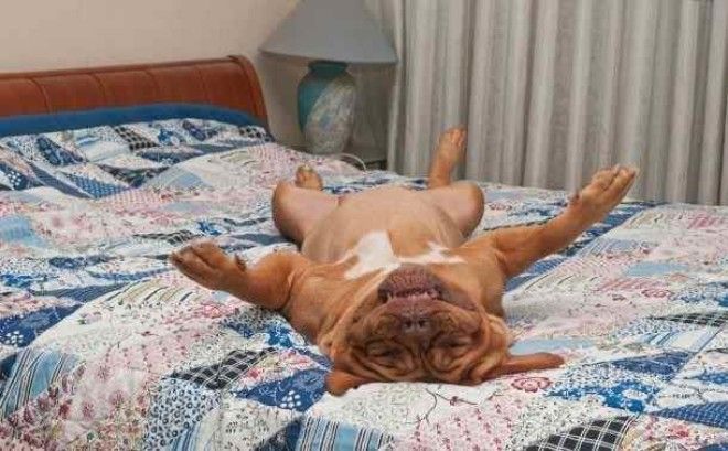 Забавные собаки, которые хотят быть похожими на людей (30 фото)