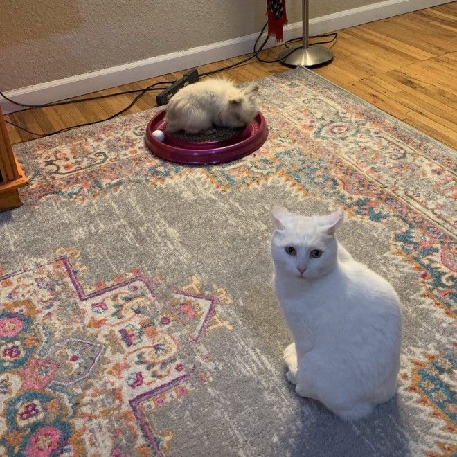 17 случаев когда люди использовали фотокамеру во имя самого святого котов