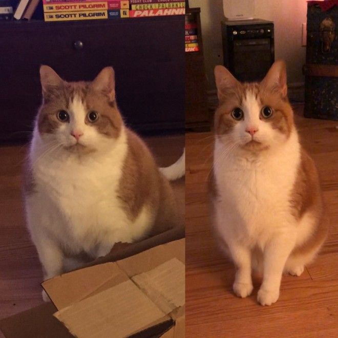 S15 впечатляющих сравнений которыми поделились пользователи сети