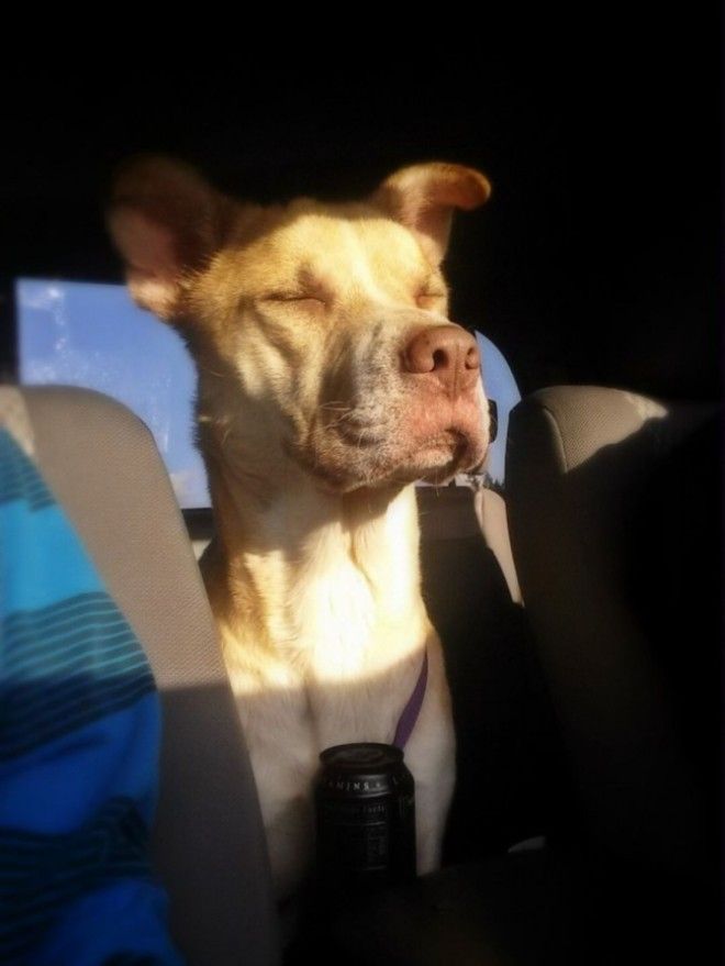 SБродячий пес боялся людей Но девушка придумала как его спасти