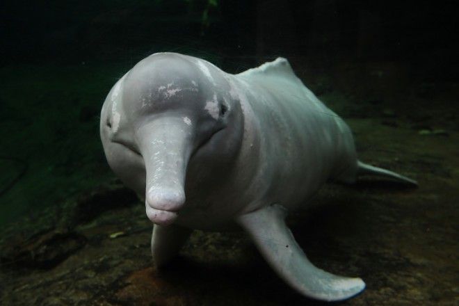 SПредставь розового дельфина На самом деле он выглядит не так