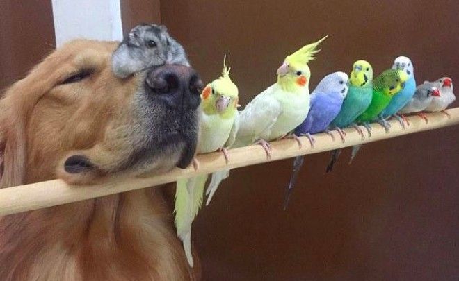 Трогательное и милое зрелище ❤