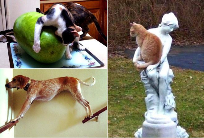 Проделки наших любимцев, которые остались одни дома.