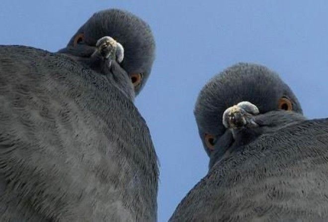 Они же без наушников...