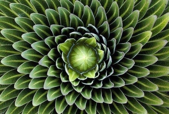 Искусство в природе.