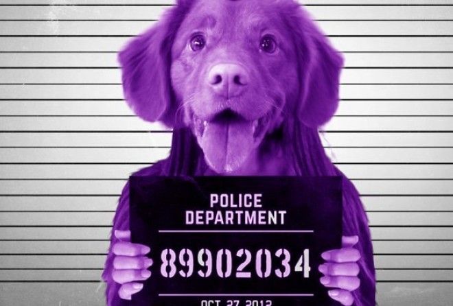 Жалко собачек.