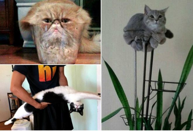 Немного коты, немного инопланетяне.